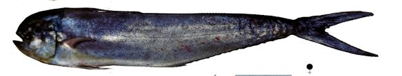 Coryphaena hippurus_04